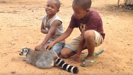 Pourquoi la vidéo de ce lémurien demandeur de caresse n’est pas aussi belle qu’elle n’y parait