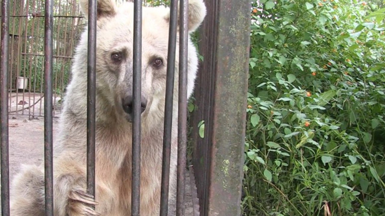 La métamorphose de l'ourse Fifi secourue après 30 ans de captivité