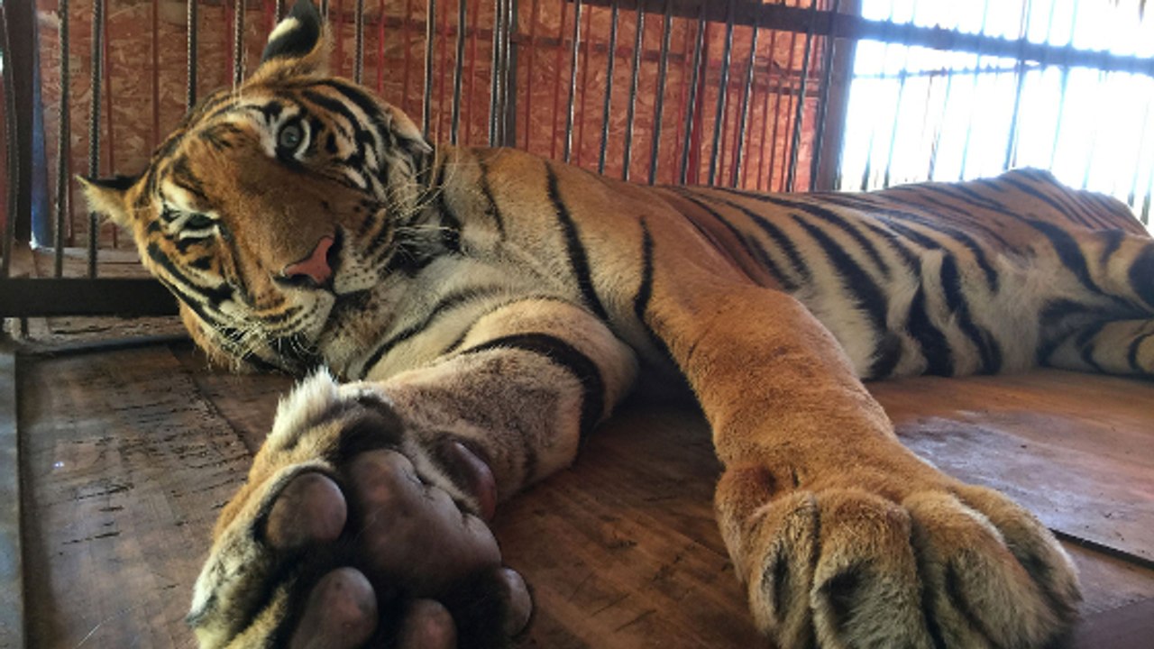 Après des années de cirque, un tigre retrouve le goût de la liberté