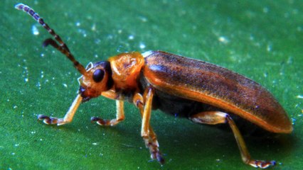 Ces insectes ont une étonnante technique pour se déplacer à très grande vitesse