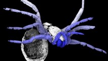 Un arachnide vieux de 300 millions d'années éclaire l'évolution des araignées