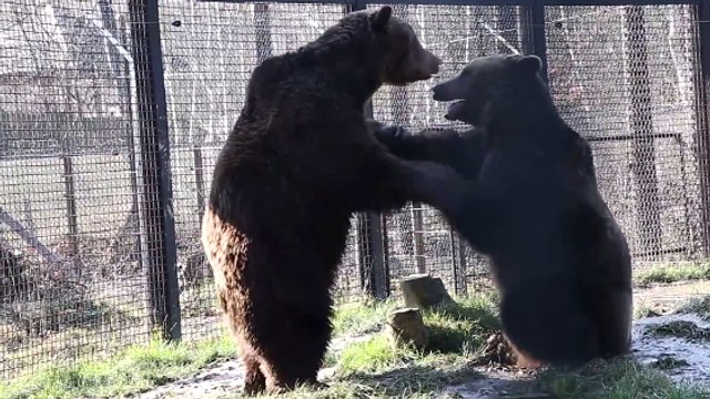 Deux ours se rencontrent pour la première fois après 16 ans passés seuls en captivité