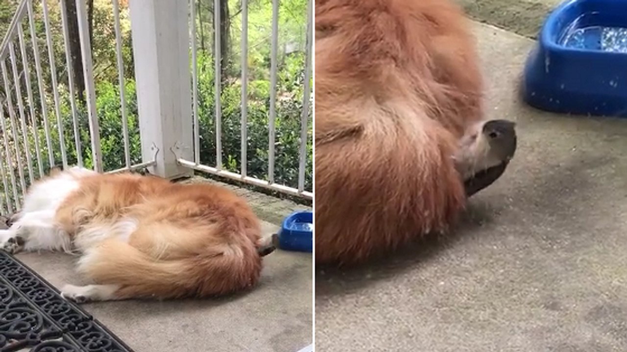 Quand un oiseau dérobe des poils à un chien endormi