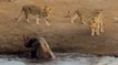 Quand trois lions s'attaquent à un rhinocéros coincé dans de la boue