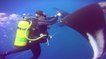 Des plongeurs viennent en aide à une raie manta géante piégée dans un filet