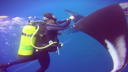 Des plongeurs viennent en aide à une raie manta géante piégée dans un filet