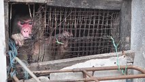 Une organisation secourt un singe retenu prisonnier depuis 25 ans en Thaïlande