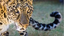 Sauvé de justesse, un jaguar découvre la liberté après des années passées en cage