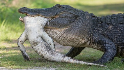 Un énorme alligator filmé en train d'en dévorer un autre en Floride