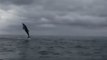 Un kayakiste assiste à un incroyable spectacle de dauphins sauvages