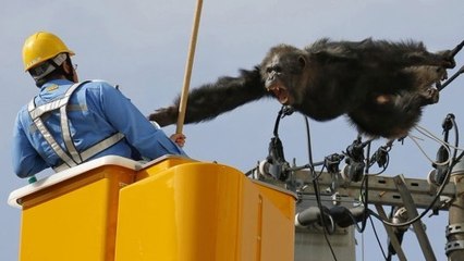 Un chimpanzé s’évade d’un zoo et sème la panique au Japon