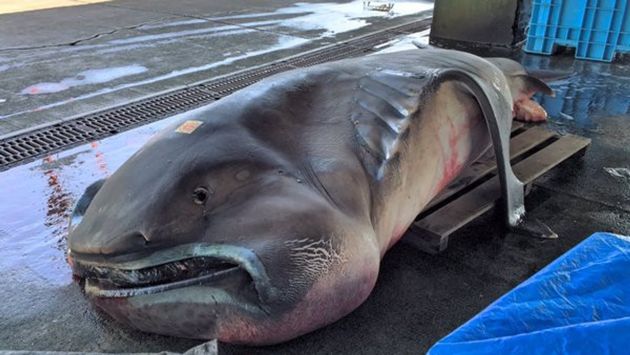 Un spécimen rare de requin grande-gueule capturé dans des filets au Japon