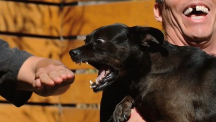 Le chien de Steve-O mord un homme au ralenti
