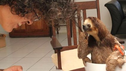 La fascinante histoire de Monique Pool, la femme qui vit avec 200 paresseux