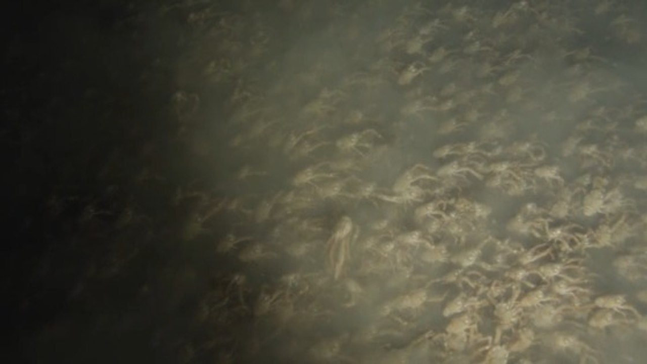 Des chercheurs filment un immense essaim de crabes dans les profondeurs