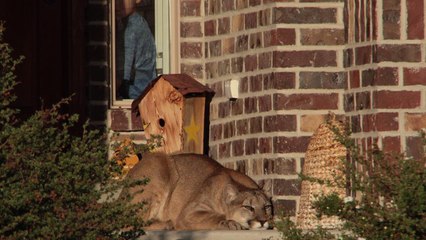 Quand un puma s'installe tranquillement sous le porche d'une maison aux Etats-Unis