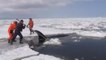 Des Russes viennent au secours de quatre orques piégées dans la glace