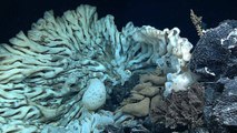 La plus grande éponge de mer au monde découverte dans les profondeurs d'Hawaï