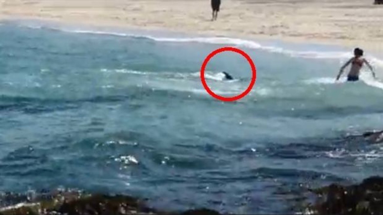 Ihr denkt delfine wären gutmütige tiere?