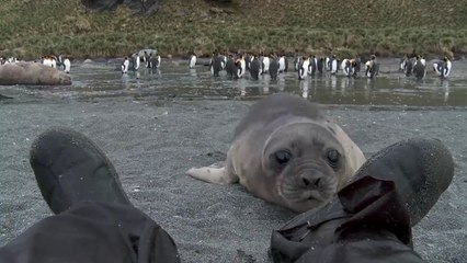 La drôle de rencontre entre un homme et un petit éléphant de mer