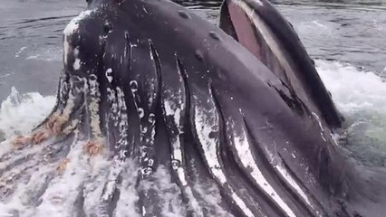 Une baleine à bosse surprend un capitaine dans un port en Alaska