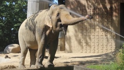 Quand un éléphant s'amuse avec l'arrosage automatique de son enclos
