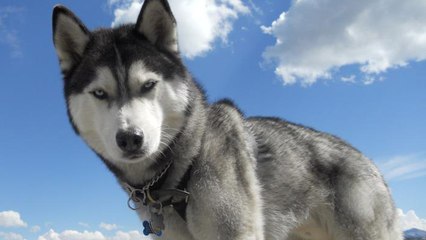 Les chiens auraient été domestiqués à deux reprises au cours de l’histoire