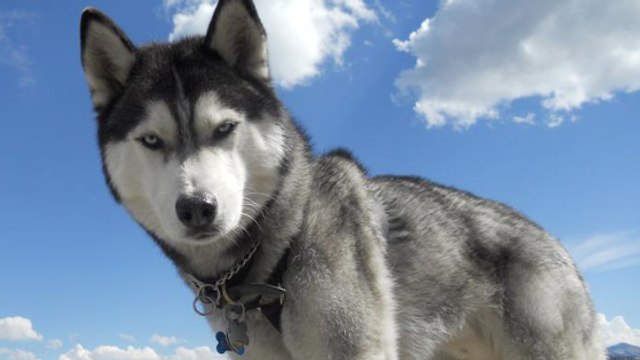 Les chiens auraient été domestiqués à deux reprises au cours de l’histoire