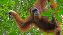 L'Indonésie signe un moratoire pour réduire l'exploitation d'huile de palme
