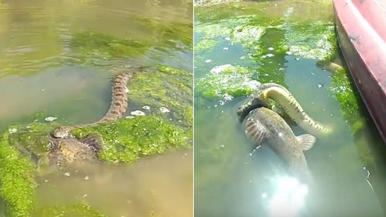 Quand un serpent aquatique s'attaque à un poisson beaucoup plus gros que lui