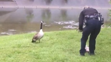 Quand une oie sollicite des policiers pour secourir son petit
