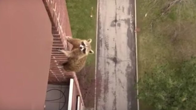 Raton grimpeur : il escalade un immeuble de dix étages