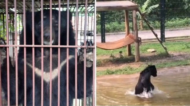 Après des années d’exploitation, cet ours noir profite enfin de sa nouvelle vie