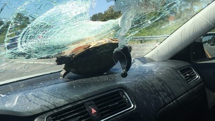 Etats-Unis : Une tortue traverse le pare-brise d’une voiture