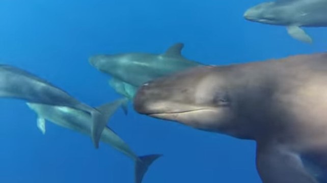 Un drone filme l'attaque de fausses orques sur un bébé requin