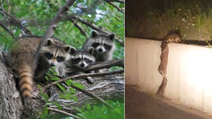 La formidable stratégie d'un groupe de ratons laveurs pour monter un mur