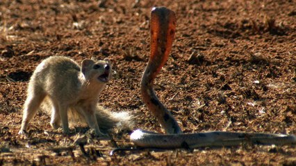 Une confrontation spectaculaire entre une mangouste et un cobra filmée en pleine nature