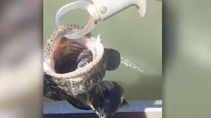 Ce pêcheur trouve une chose inattendue dans la bouche d'une morue