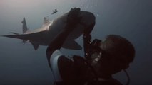 L'étonnante complicité entre un requin-citron et un plongeur filmée au large de la Floride