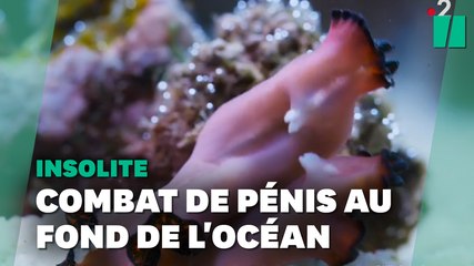 Ces vers plats font de "l'escrime de pénis" pour savoir qui portera les œufs