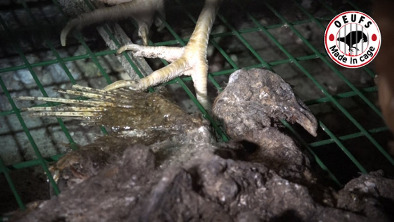 Une vidéo de L214 dénonce les conditions "intolérables" d'un élevage de poules pondeuses