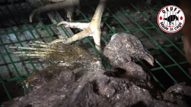 Une vidéo de L214 dénonce les conditions intolérables d'un élevage de poules pondeuses