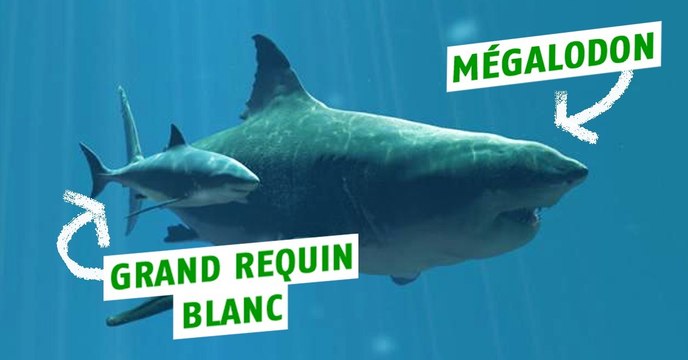 Les monstrueux ancêtres des animaux d'aujourd'hui