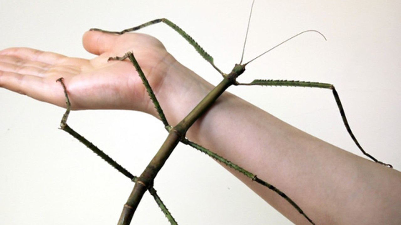 L'insecte le plus long du monde découvert en Chine