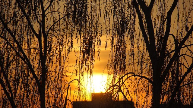 Les arbres dorment-ils la nuit ? Des scientifiques dévoilent une découverte inédite