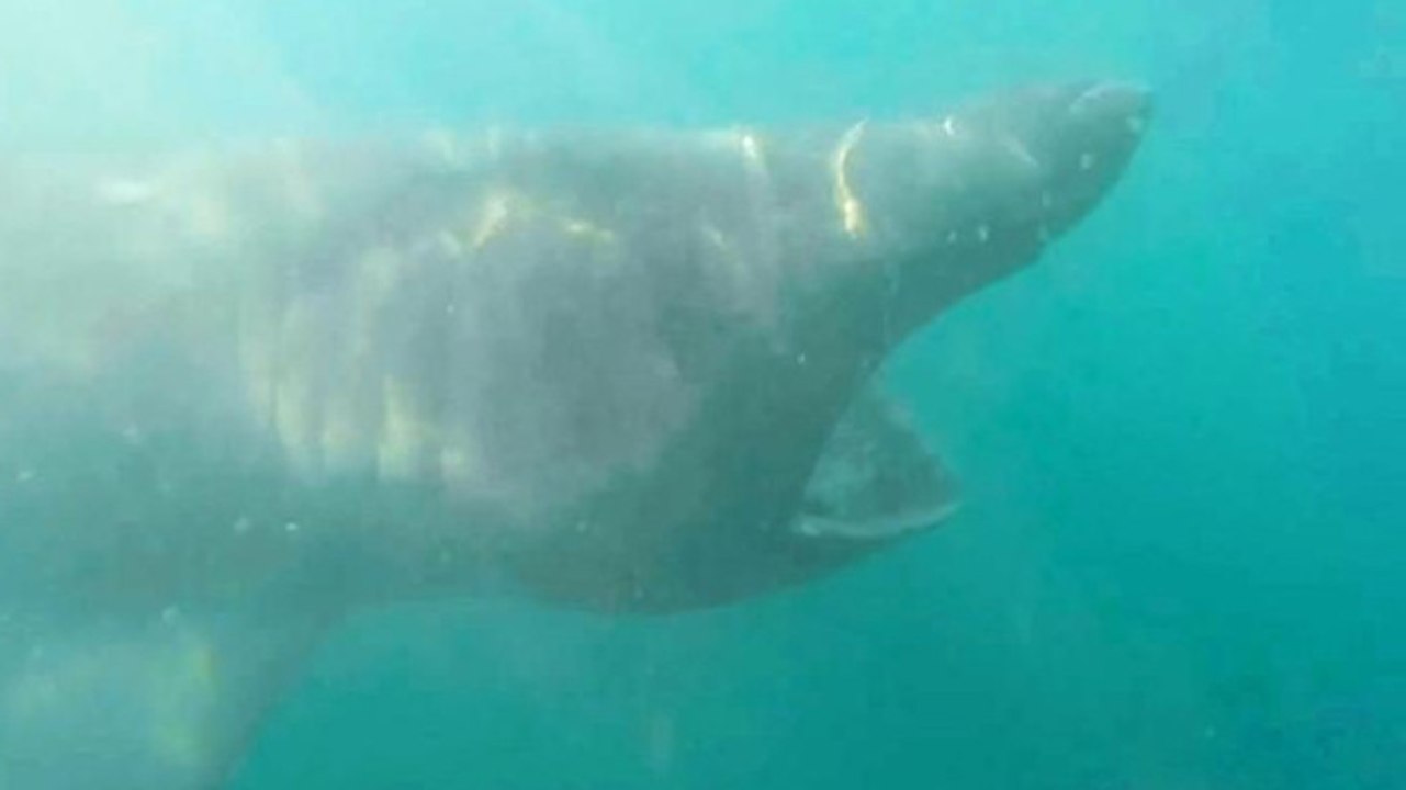 Un kayakiste capture une vue très rapprochée d’un requin pèlerin en Irlande