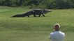 Quand un alligator géant interrompt une partie de golf en Floride