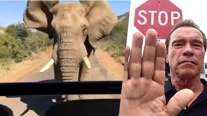 Quand Schwarzenegger se fait charger par un éléphant en Afrique du Sud