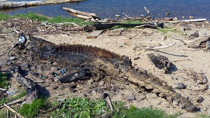 Un mystérieux "monstre marin" échoué au Royaume-Uni intrigue le web