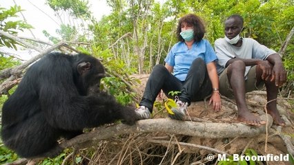 Ponso, le chimpanzé abandonné seul sur une île, bientôt transféré dans un sanctuaire ?